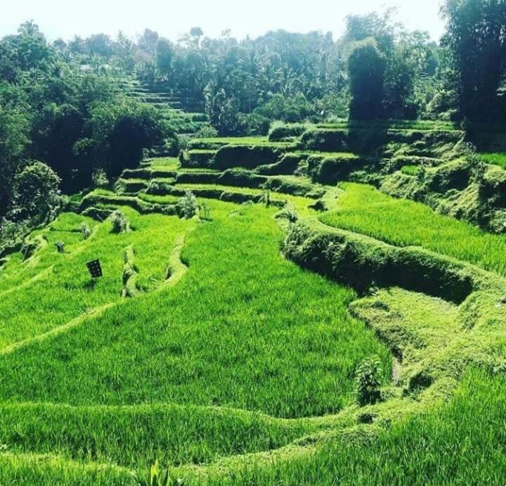 Tetebatu Sama Sama Bungalows Exterior foto